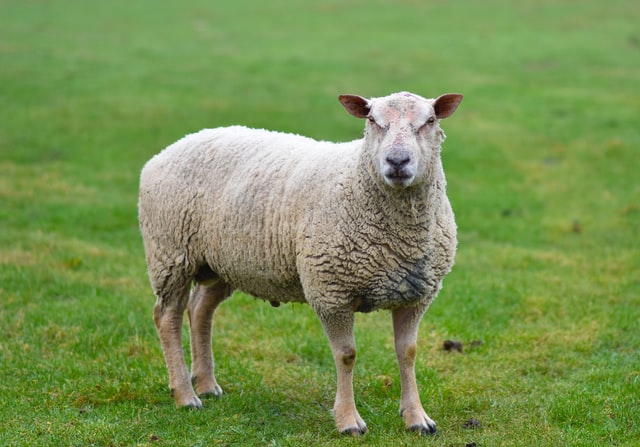 jacobs sheep