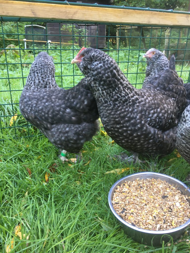 Cuckoo Faverolles