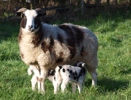 Jacobs Sheep and Lambs