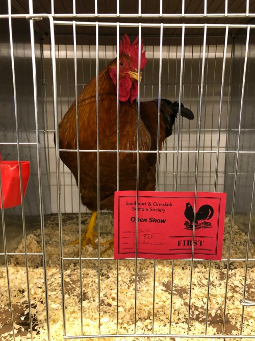 New Hampshire Red in a cage