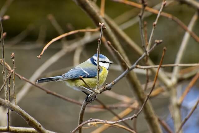 blue tit bird in a tree
