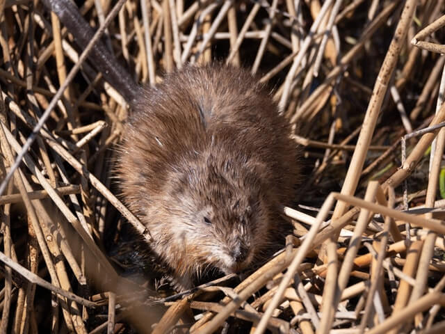 Brown Rat