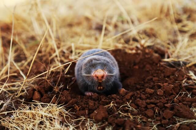 field vole