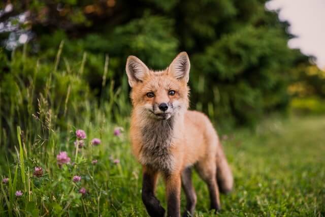small fox