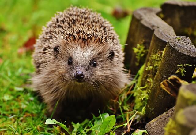 hedgehog in a field