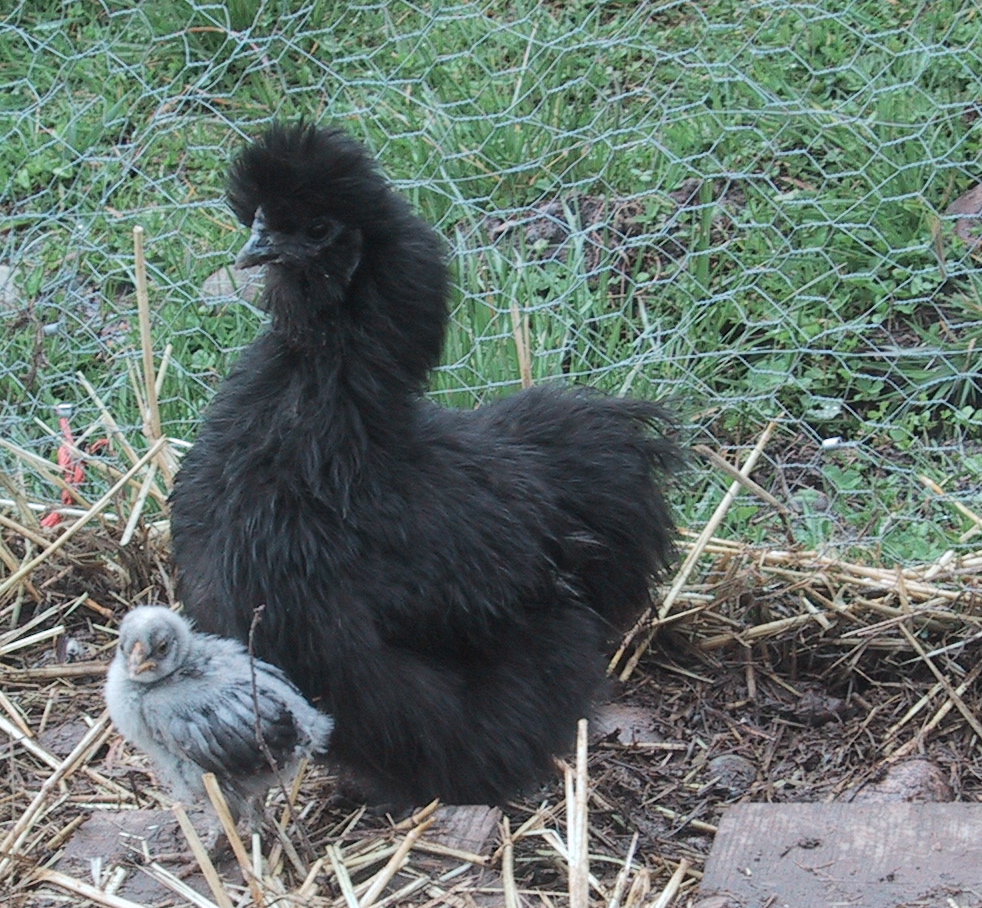 silkies with chick
