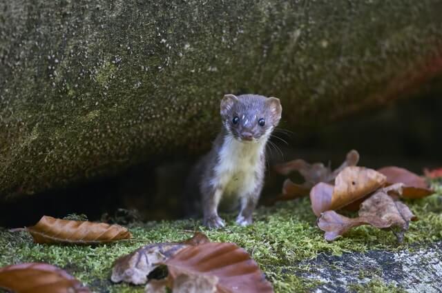 stoat weasel under a tree