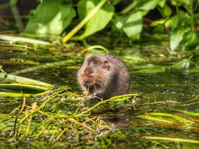 water vole in marshland