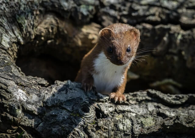 weasel hiding in a tree