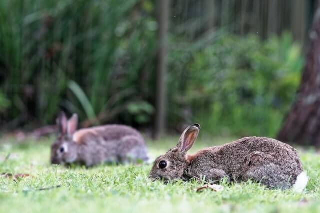 wild rabbits in a field