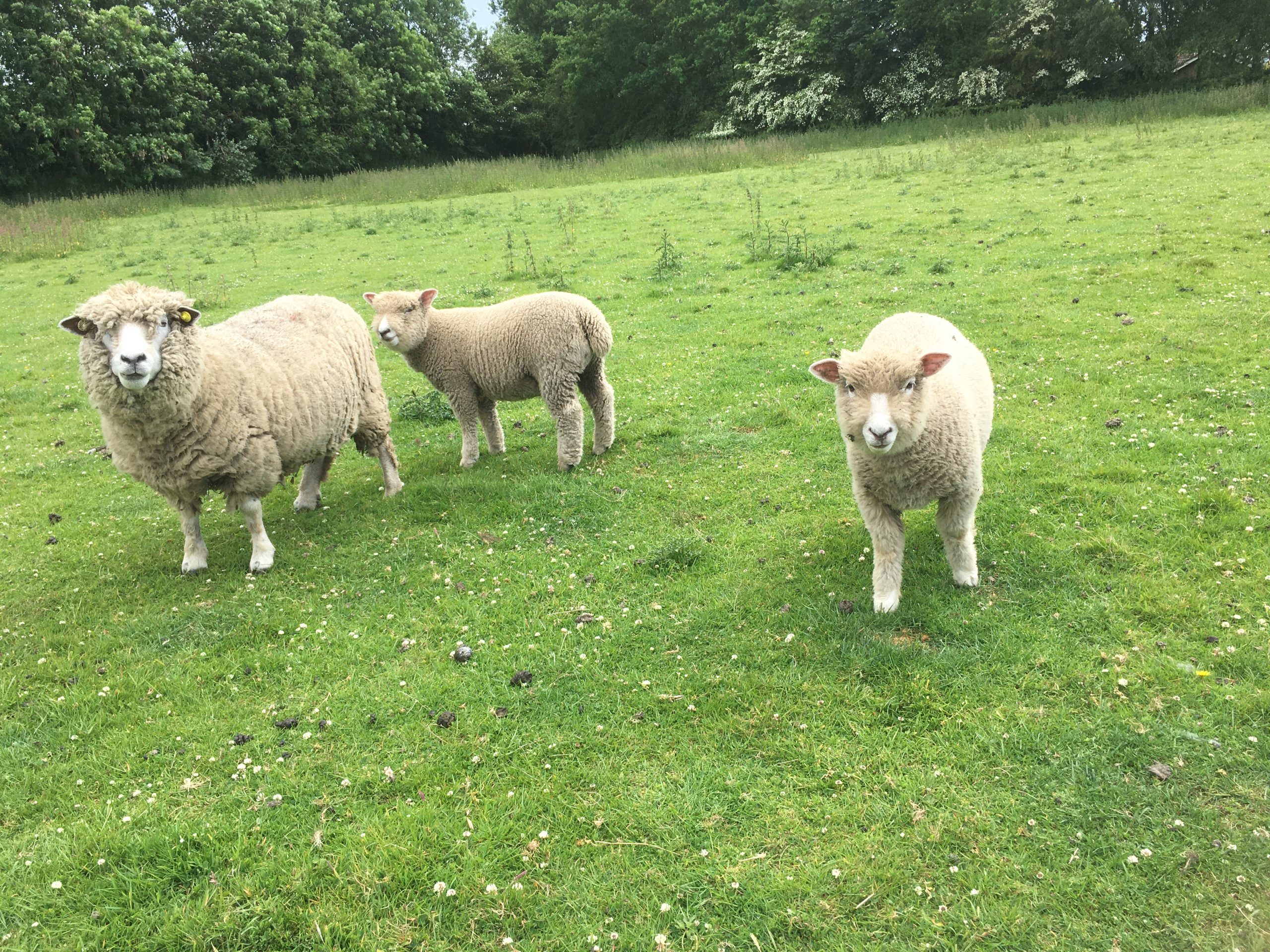 ryeland sheep