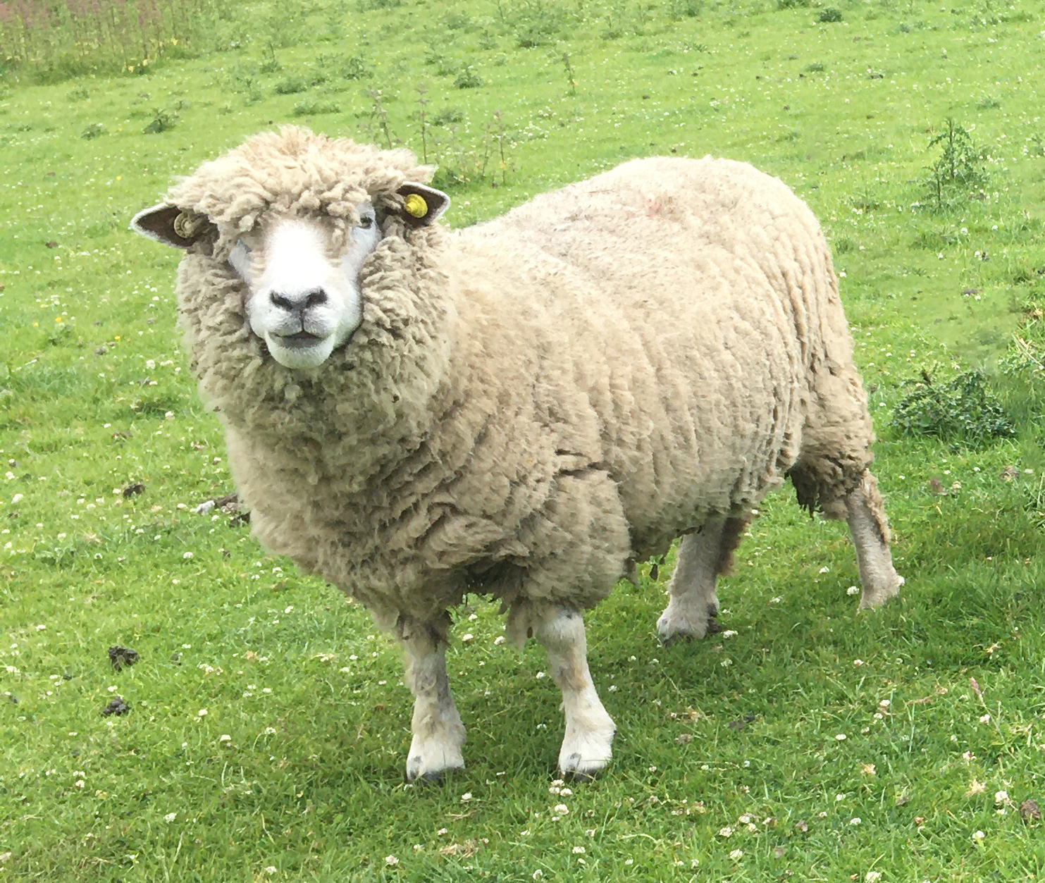 ryeland sheep in pasture