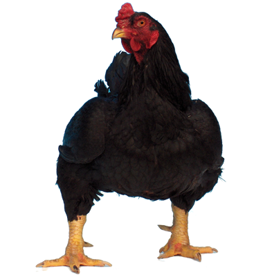 bantam chicken